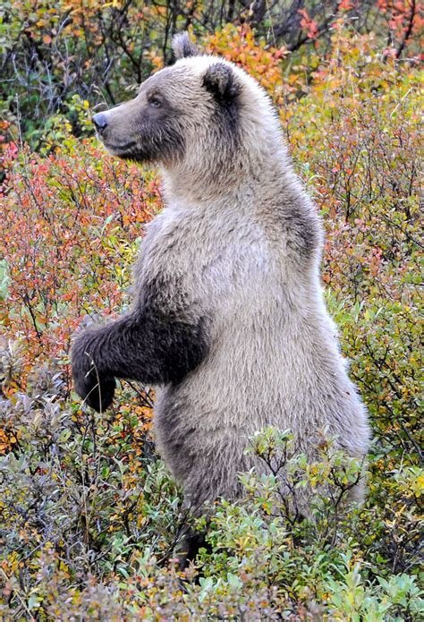Carnivores Around The World 2025 𝚆𝚊𝚝𝚌𝚑 On Local Channels

